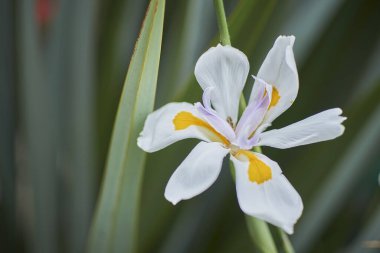 Bahçede beyaz ve turuncu zambak çiçeği