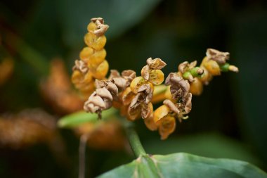 Bitkinin renginin güzel çiçeği.