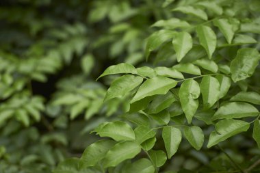 Bahçede yeşil yapraklar