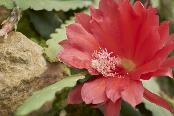 Fiore Rosso Cactus Giardino — Foto Stock