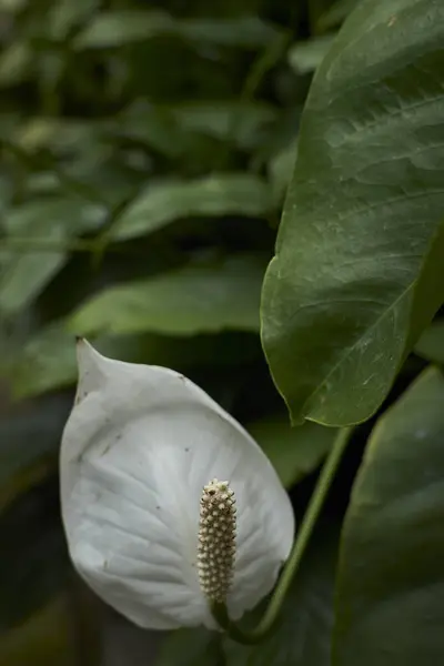 Fiore Loto Bianco Natura — Foto Stock