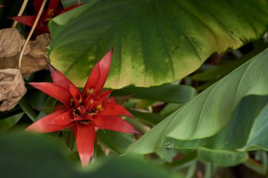 Bahçedeki kırmızı zambak çiçeği