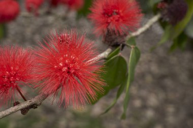 Kırmızı çiçekli kırmızı çiçeğe yaklaş.