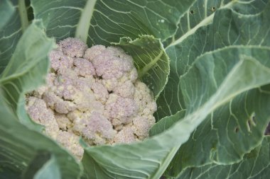 Yaklaş - yeşil yapraklı beyaz bir karnabahar