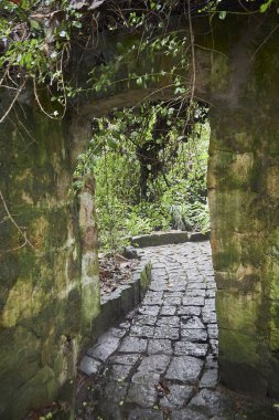 Ormandaki eski terk edilmiş taş merdivenler, yeşil yosun ve bitkiler.