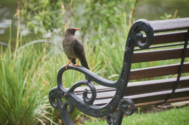 Bankta siyah güvercin
