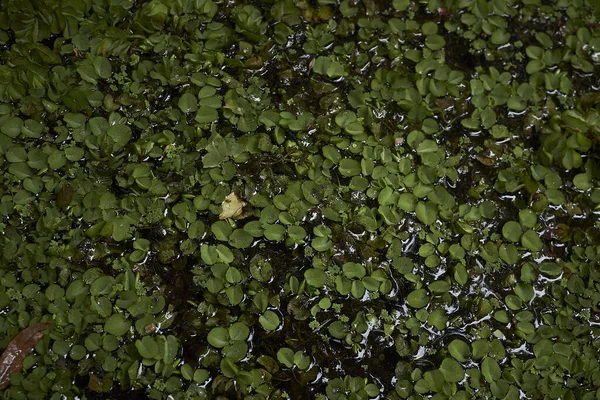 Superfície Água Uma Pequena Lagoa Verde — Fotografia de Stock