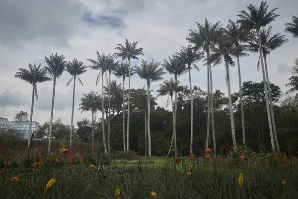 Parktaki Palmiye Ağaçlarının Güzel Manzarası — Stok fotoğraf