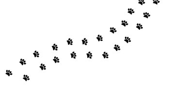 Yırtıcı bir hayvanın izleri. Adımlar beyaz zeminde izole edilmiş