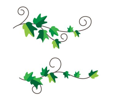 Yaprak Tasarım Elementi 'nden Ivy Branch. Doğa bitkileri ve çiçek konsept vektörü
