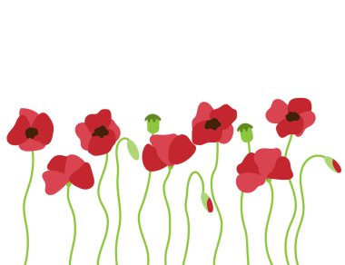 Gelincik Çiçekleri, Beyaz 'da izole edildi. Doğa alanları ve çayır konsept vektörü