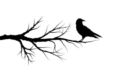 Barren Tree Şubesi 'nde bir kuzgunun silueti. Hayvanlar, doğa ve vahşi yaşam konsepti taşıyıcısı
