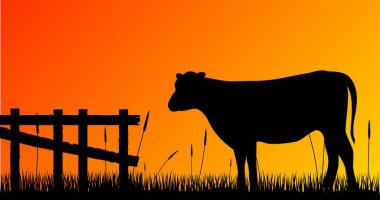 Sunrise ya da Sunset 'teki Çiftlikteki İnek Silueti. Evcil hayvanlar ve vahşi yaşam vektör sanatı