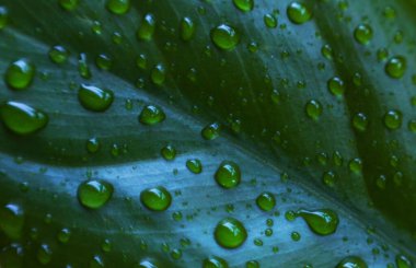                                Çimenlerin üzerinde bir damla su var.   