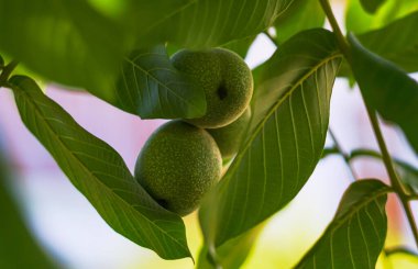                                Yeşil fındıklar, olgunlaşmamış fındıklar ceviz ağacının dallarında