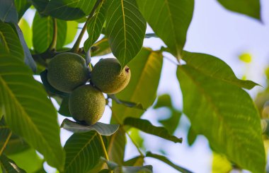                 Yeşil fındıklar, olgunlaşmamış fındıklar ceviz ağacının dallarında               