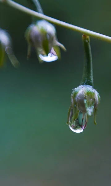 Квітковому Бутоні Крапля Води — стокове фото