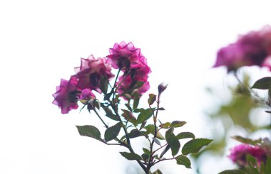                                Pembe bir gül açar