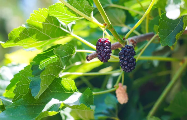 Red Mulberry Fruit Ripe — Stock Photo, Image