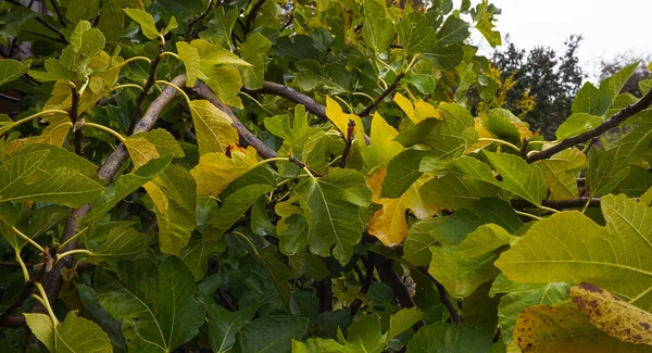 Leaves Tree Turn Yellow Autumn — Stock Photo, Image
