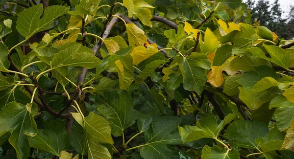 Leaves Tree Turn Yellow Autumn — Stock Photo, Image