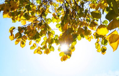                                 Sonbaharda, güneşin ışınları ağacın sarı yapraklarının arkasında parlar. 