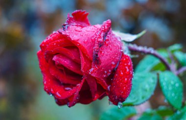                                Gül yaprağına su damlaları, kırmızı gül