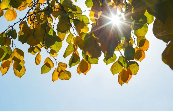 Stock image                                In autumn, the sun's rays shine behind the yellow leaves of the tree