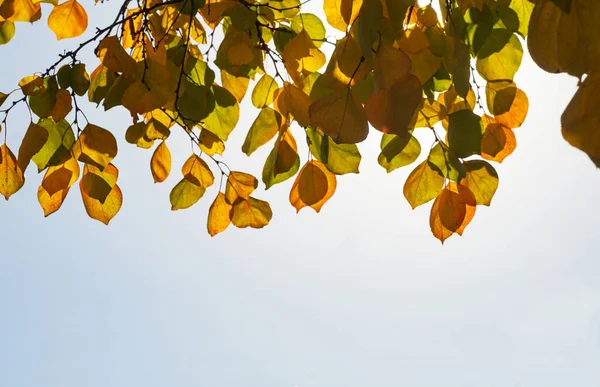 stock image                                In autumn, the sun's rays shine behind the yellow leaves of the tree