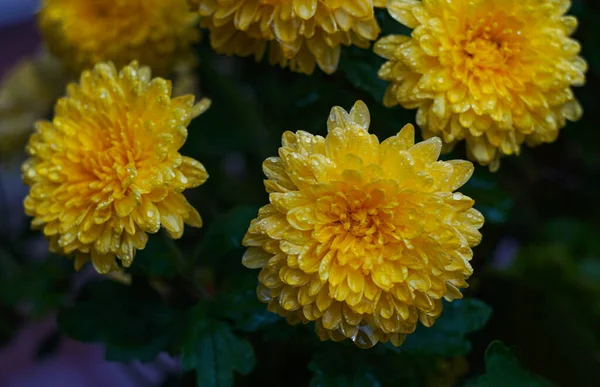 Υπάρχουν Σταγόνες Νερού Ένα Κίτρινο Λουλούδι Πέταλο — Φωτογραφία Αρχείου