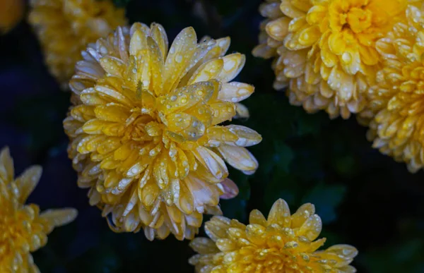 Капли Воды Желтом Лепестке Цветка — стоковое фото