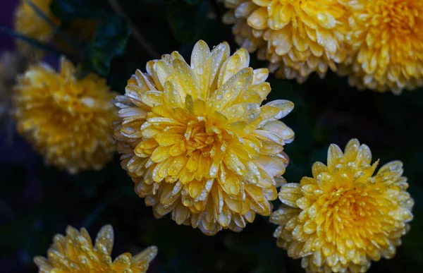 Υπάρχουν Σταγόνες Νερού Ένα Κίτρινο Λουλούδι Πέταλο — Φωτογραφία Αρχείου