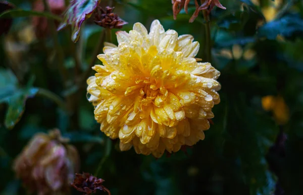 Żółtym Płatku Kwiatów Krople Wody — Zdjęcie stockowe