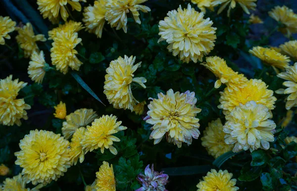 Water Drops Yellow Flower Petal — Stock Photo, Image