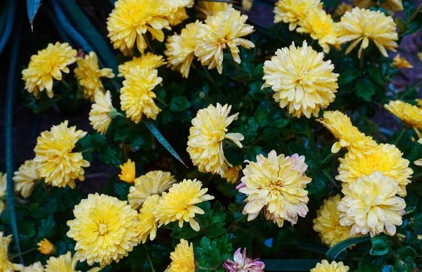 Краплі Води Жовтій Пелюстці Квітки — стокове фото