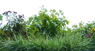                            Yeşil çimlerin üzerinde su damlaları var.    