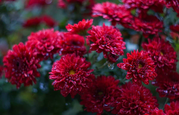 Czerwone Płatki Kwiatów Mają Krople Wody — Zdjęcie stockowe