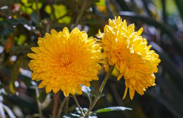 Κίτρινα Λουλούδια Ανοίγουν Στο Έδαφος — Φωτογραφία Αρχείου