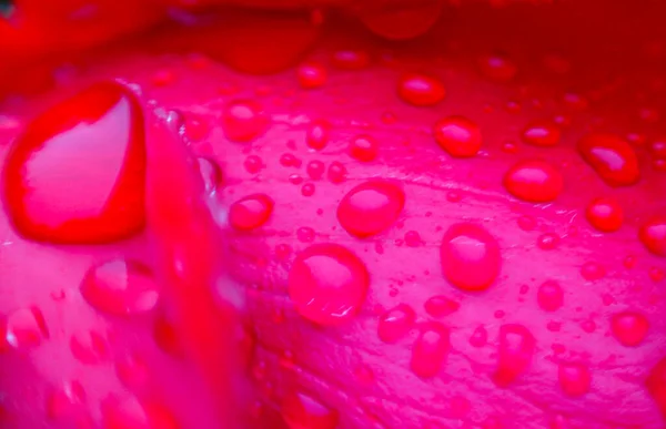 Gota Água Pétalas Rosa Vermelha Bokeh — Fotografia de Stock