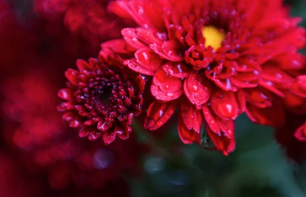 Bokeh Photo Red Flowers Blooming Red Flowers — Stock Photo, Image