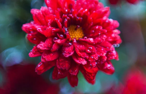 Bokeh Zdjęcie Czerwonych Kwiatów Kwitnące Czerwone Kwiaty — Zdjęcie stockowe