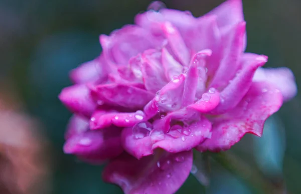 Waterdruppel Bokeh Foto Roze Rozenblad — Stockfoto