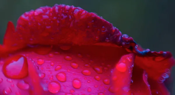 Uma Gota Água Uma Pétala Rosa Vermelha — Fotografia de Stock