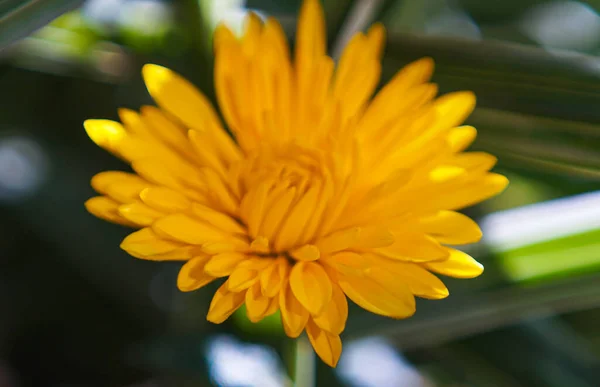 Цветущий Желтый Цветок Боке Фото — стоковое фото