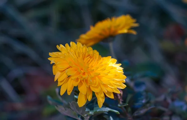 草丛中盛开一朵黄色的花 — 图库照片