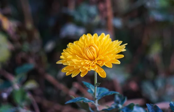 Egy Sárga Virág Virágzik Között — Stock Fotó