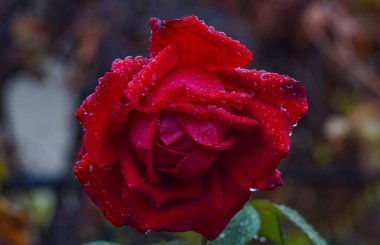                                Parfüm çiçeğinin yapraklarında su damlaları var.