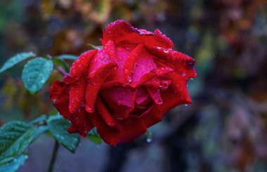                                Parfüm çiçeğinin yapraklarında su damlaları var.