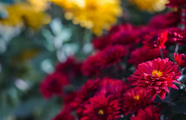 Flores Rojas Florecen Medida Que Crecen — Foto de Stock