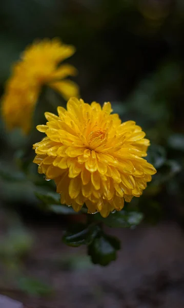 黄色の花に水が落ち 雨の中に残された花 — ストック写真